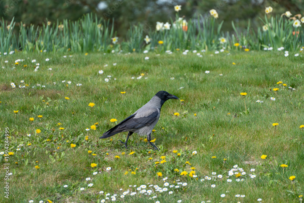 Fototapeta premium Gray crow walks through wildflower meadow. Yellow dandelions dot green grass. White daisies bloom alongside daffodils. Crow moves cautiously, head slightly down