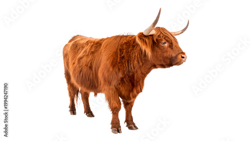 Photos Highland cow standing isolated on transparent background