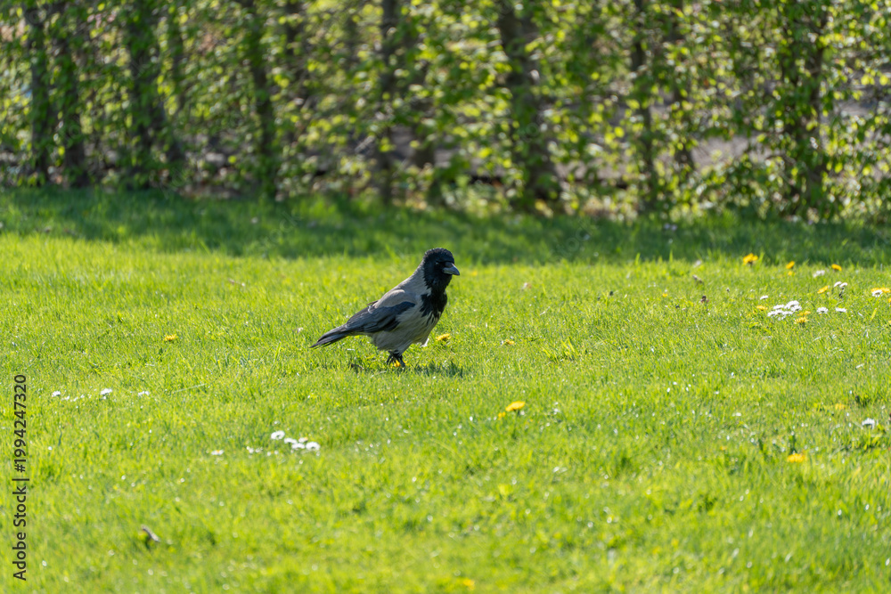 Fototapeta premium Lone crow walks through vibrant green grass. Yellow dandelions dot the sunlit meadow. Trees stand behind a softly blurred backdrop. The bird appears calm and focused on its path