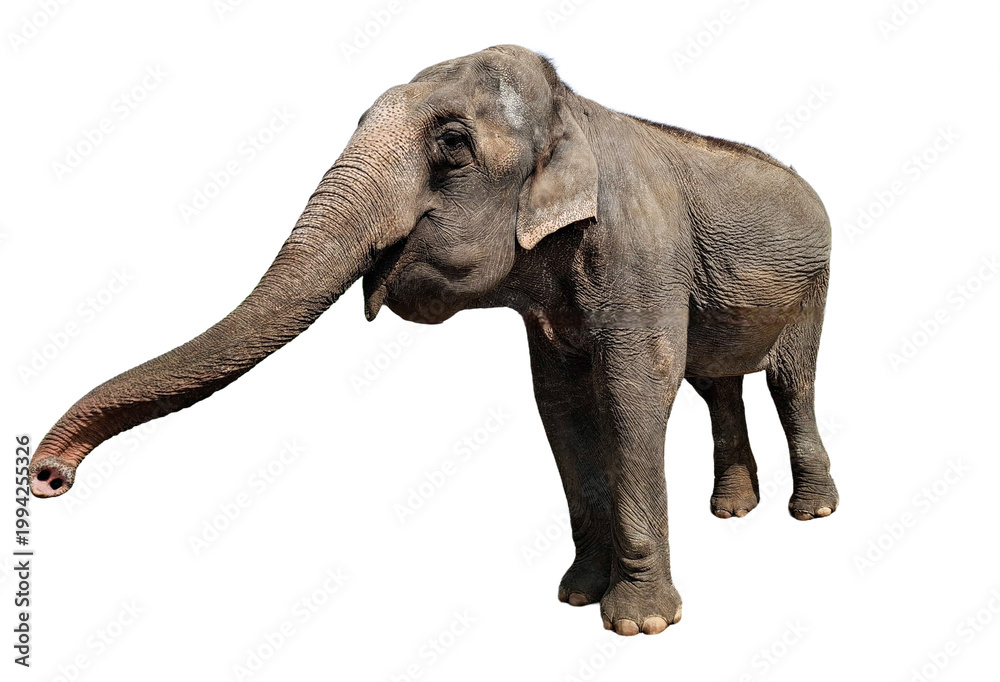 Fototapeta premium Asian elephant isolated on white background
