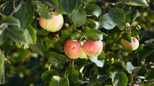 Branch of an apple tree with ripe red and green apples and lush green leaves