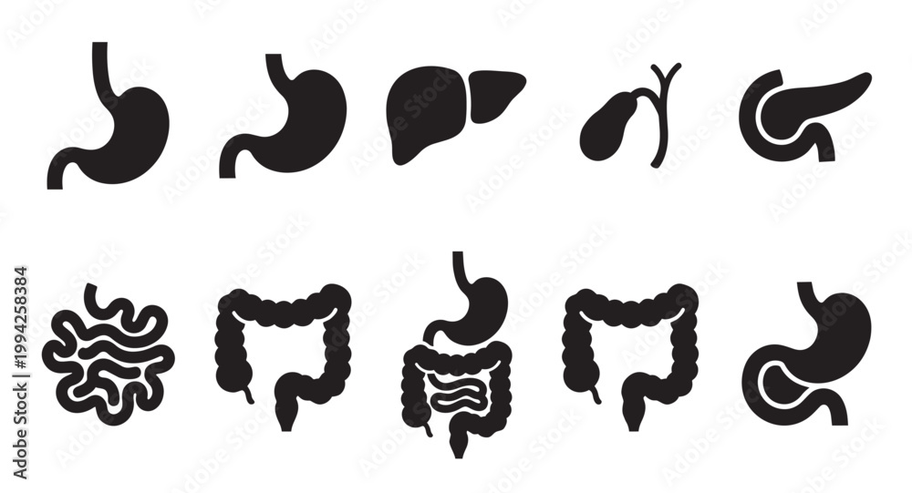 Fototapeta premium A collection of black silhouette icons representing various organs of the human digestive system on a clean white background, ideal for medical and educational use.