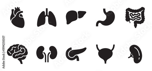 A clean and minimalist collection of black silhouette icons representing key human organs, ideal for medical and educational concepts.