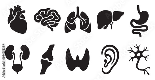 A collection of black silhouette icons representing human organs and body parts for medical and scientific use.