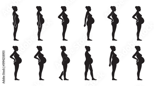 A graphic display of pregnant women's silhouettes showing the progression of pregnancy and belly growth, ideal for health and family planning themes.