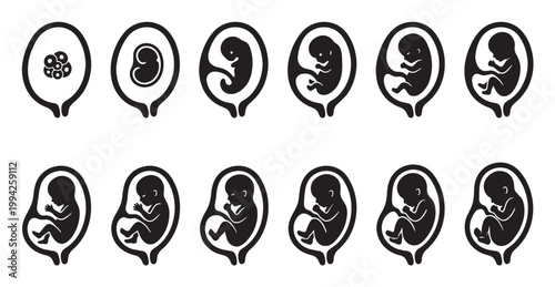 A sequence of black silhouette icons depicts the stages of human embryonic and fetal development from fertilization to near-term pregnancy within a stylized womb.