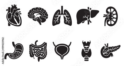 A collection of stylized black vector icons representing various human organs, suitable for medical and scientific illustrations.