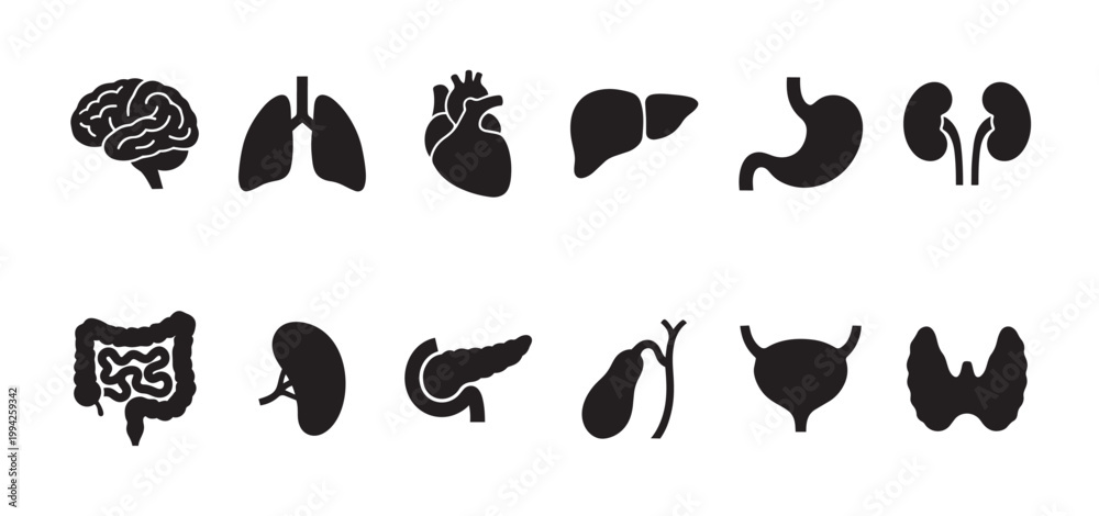 Obraz premium A clean, simple graphic illustration features a collection of black silhouette icons representing various human organs against a white background, suitable for medical and educational use.