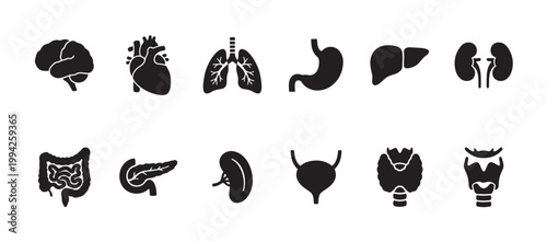 A collection of black silhouette icons representing various human internal organs, displayed against a clean white background, perfect for medical and educational use.