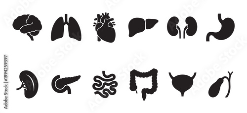 A clean silhouette collection of vital human organs including brain, lungs, heart, liver, kidneys, stomach, pancreas, intestines, and bladder.
