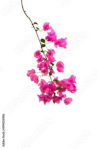 An isolated image of pink bougainvillea blooming on branches, in PNG format with a transparent background.