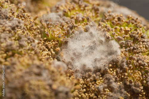 Close-Up of White Mold on Broccoli