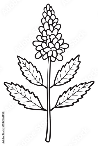 Simple botanical illustration featuring a flowering plant with detailed petals and jagged leaves in a clear outline style