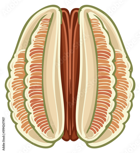 Stylized Opened Pomelo Fruit Segment with Inner Pulp Vector Graphic Illustration