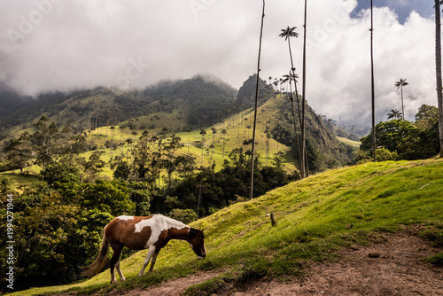 Horse at a pasture under wax palms in Cocora valley, Colombia