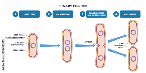 Binary fission outline shows bacterial cell division, parent cell replicates DNA, septum forms, two daughter cells emerge, main objects, chromosome, septum, cells. Outline diagram
