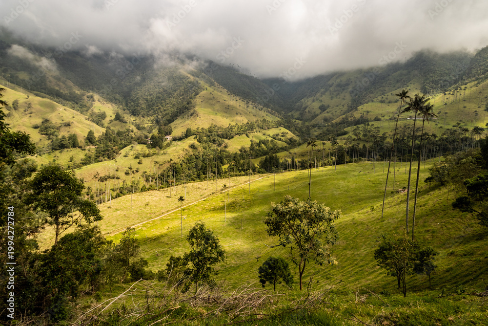Fototapeta premium Wax palm landscape in Cocora valley, Colombia