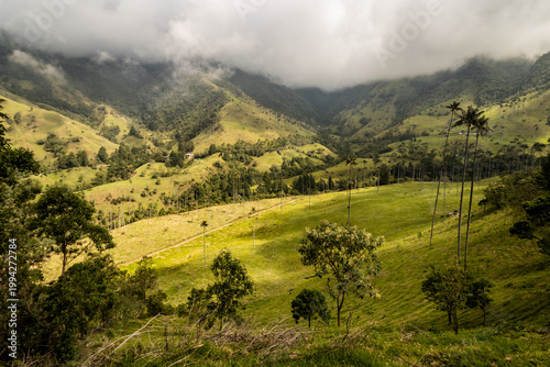 Wax palm landscape in Cocora valley, Colombia