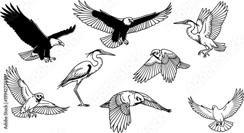 Flying Birds Vector And Illustration.
