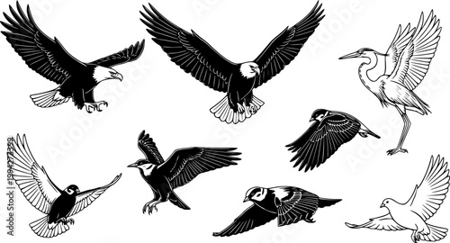Flying Birds Vector And Illustration.
