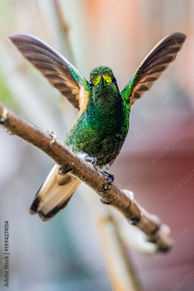 Fototapeta premium Hummingbird in Cocora valley, Colombia