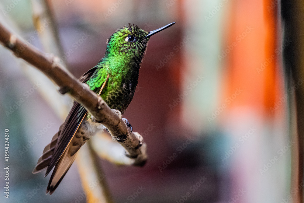 Fototapeta premium Hummingbird in Cocora valley, Colombia