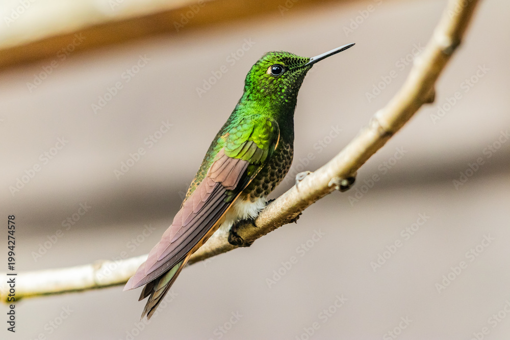 Fototapeta premium Hummingbird in Cocora valley, Colombia