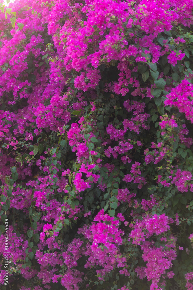 Obraz premium Bougainvillea purple pink flowers at the gate of a house along the roadside with summer