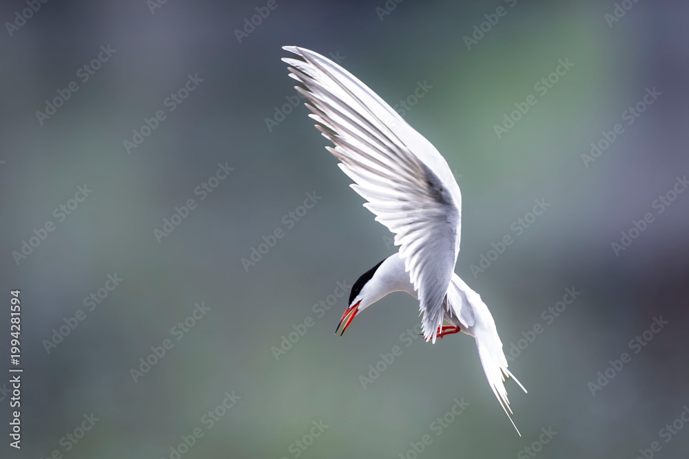 Obraz premium oiseaux