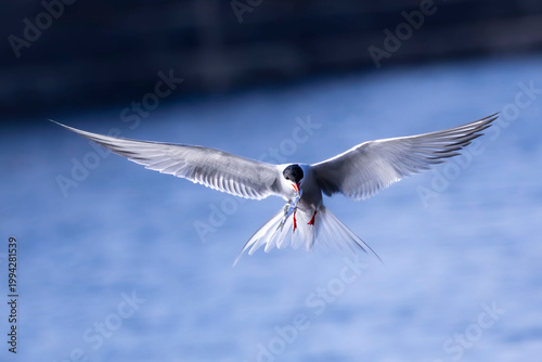 oiseaux