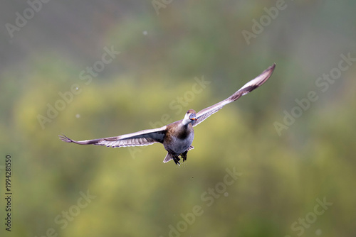 oiseaux