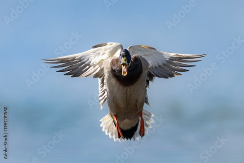 oiseaux