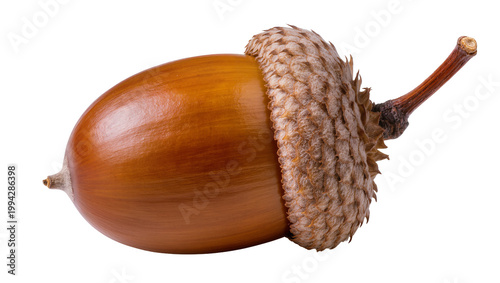Cuadro en lienzo Brown smooth acorn with textured cap and slender stem