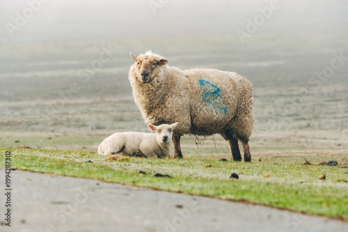 Ewe with Her Young Lamb Standing on a Grassy Dike, Heartwarming Spring Moment in Natural Coastal Light