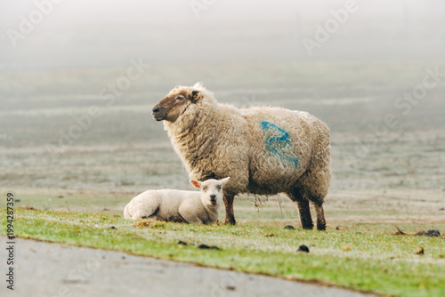 Ewe with Her Young Lamb Standing on a Grassy Dike, Heartwarming Spring Moment in Natural Coastal Light
