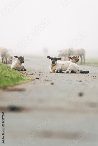 Young Lambs Resting on a Paved Coastal Path, Sweet Spring Moment on a North Sea Dike in Natural Daylight