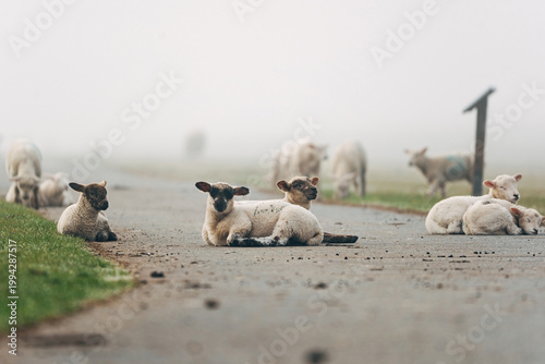 Young Lambs Resting on a Paved Coastal Path, Sweet Spring Moment on a North Sea Dike in Natural Daylight