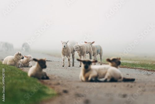 Young Lambs Resting on a Paved Coastal Path, Sweet Spring Moment on a North Sea Dike in Natural Daylight