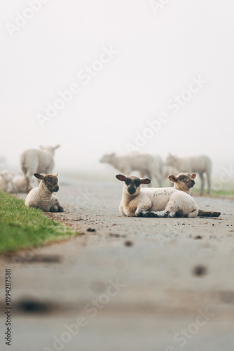 Young Lambs Resting on a Paved Coastal Path, Sweet Spring Moment on a North Sea Dike in Natural Daylight
