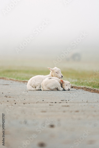 Young Lambs Resting on a Paved Coastal Path, Sweet Spring Moment on a North Sea Dike in Natural Daylight