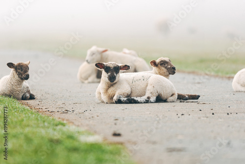 Young Lambs Resting on a Paved Coastal Path, Sweet Spring Moment on a North Sea Dike in Natural Daylight