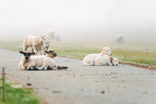 Young Lambs Resting on a Paved Coastal Path, Sweet Spring Moment on a North Sea Dike in Natural Daylight