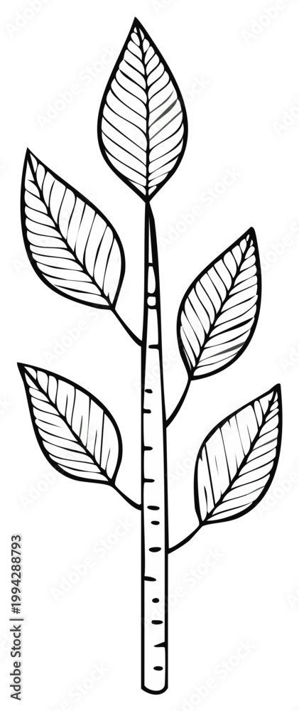 Fototapeta premium Simple botanical doodle of leaves on a branch in a sketched vector style
