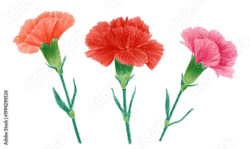 A child drew three carnations with crayons on a white background.
