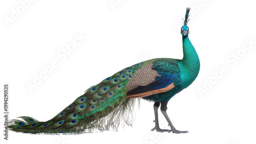 Fotografie Vibrant male Peacock with iridescent plumage and long tail feathers