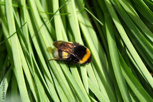 Queen Bumblebee species in the Bombus lucorum-complex. Resting on leaves of common snowdrop (Galanthus nivalis). Spring, April. Netherlands