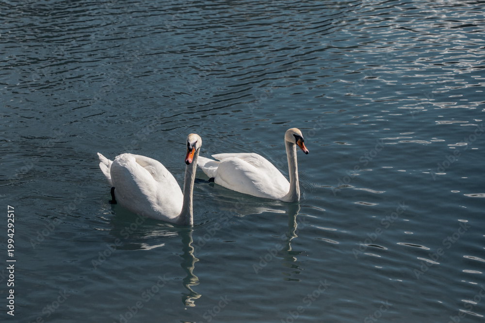 Fototapeta premium Two elegant swans glide side by side across a tranquil blue lake in summer sunny light.