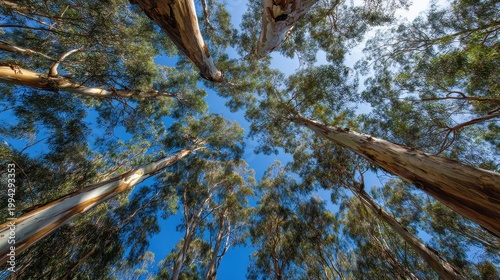 Tall eucalyptus leaves and trunk textures seen from the forest floor in Sydney, Australia