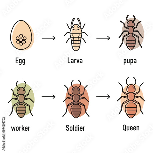 Ant Life Cycle and Colony Castes Infographic, Flat Vector Insect Stages Egg Larva Pupa Worker Soldier Queen Isolated on Transparent Background