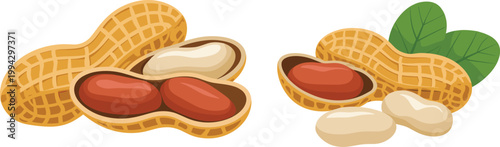 Peanut pods and kernels illustration, organic healthy snack food vector design set